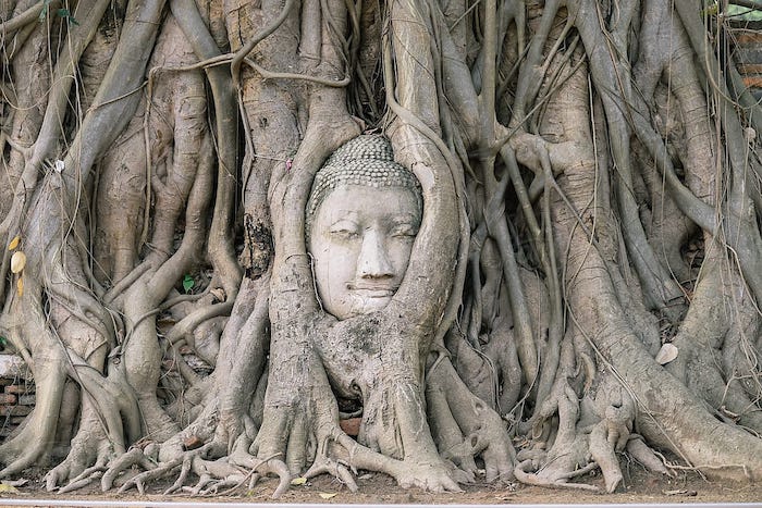 Buddha head in Bodhi tree