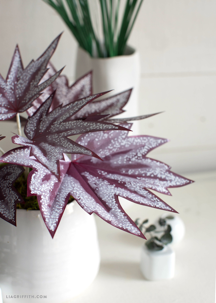 Purple_Begonia_Plant_5