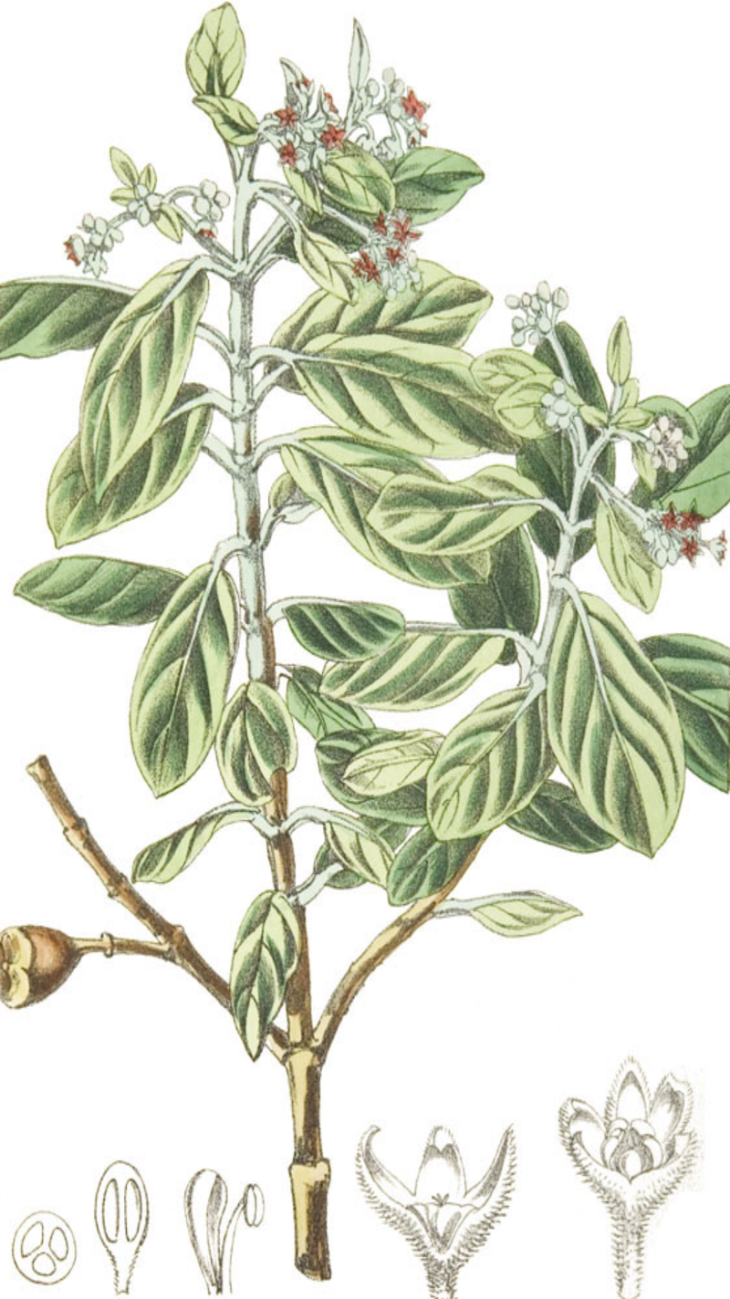Botanical illustration of the extinct St Helena olive (Nesiota elliptica)