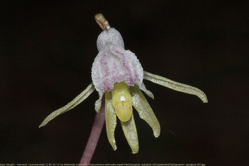 Ghost-orchid-(c)Hans-Stieglitz---Own-work.-Licensed-under-CC-BY-SA-3.0-via-Wikimedia-Commons---httpcommons.wikimedia.orgwikiFileEpipogium_aphyllum-003