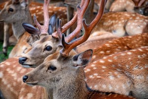 sika-deer-two-males-antlers-herd-nara-park-japan-close-up-antlered-male-japanese-cervus-nippon-one-few-212392606