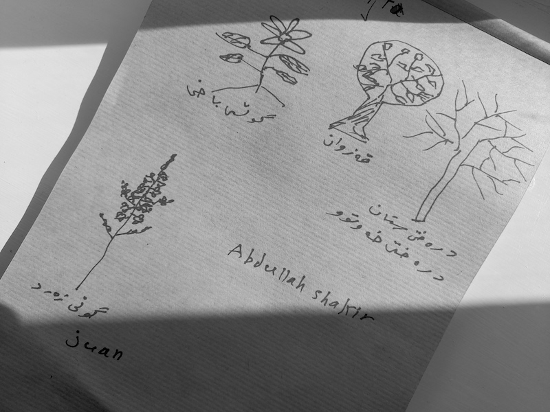 plant sketches